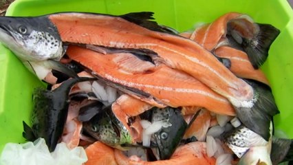 Fears for environment after 130,000 fish escape