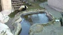 Graciosa reacción de una pareja de osos panda al toparse con un estanque helado
