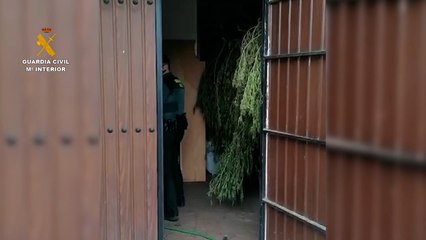 Download Video: Detenidos dos varones por plantación de marihuana en Cañada Rabadán