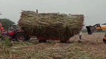 Sugarcane tractor accident in sugarcane field while pulling out trolley filled with heavy load of sugarcane. Tractor accident in India.