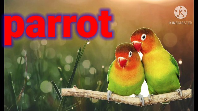 bird NAME_, BIRDS NAME for kids, birds NAME for children, learn about birds name in English, pre school, birds for kids