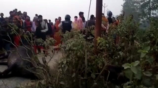 बिजली विभाग की लापरवाही से 2 मवेशियों सहित एक युवक की करंट लगने से दर्दनाक मौत