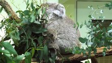 Feel-Good-Countdown, 28: Koala-Baby in Schönbrunn