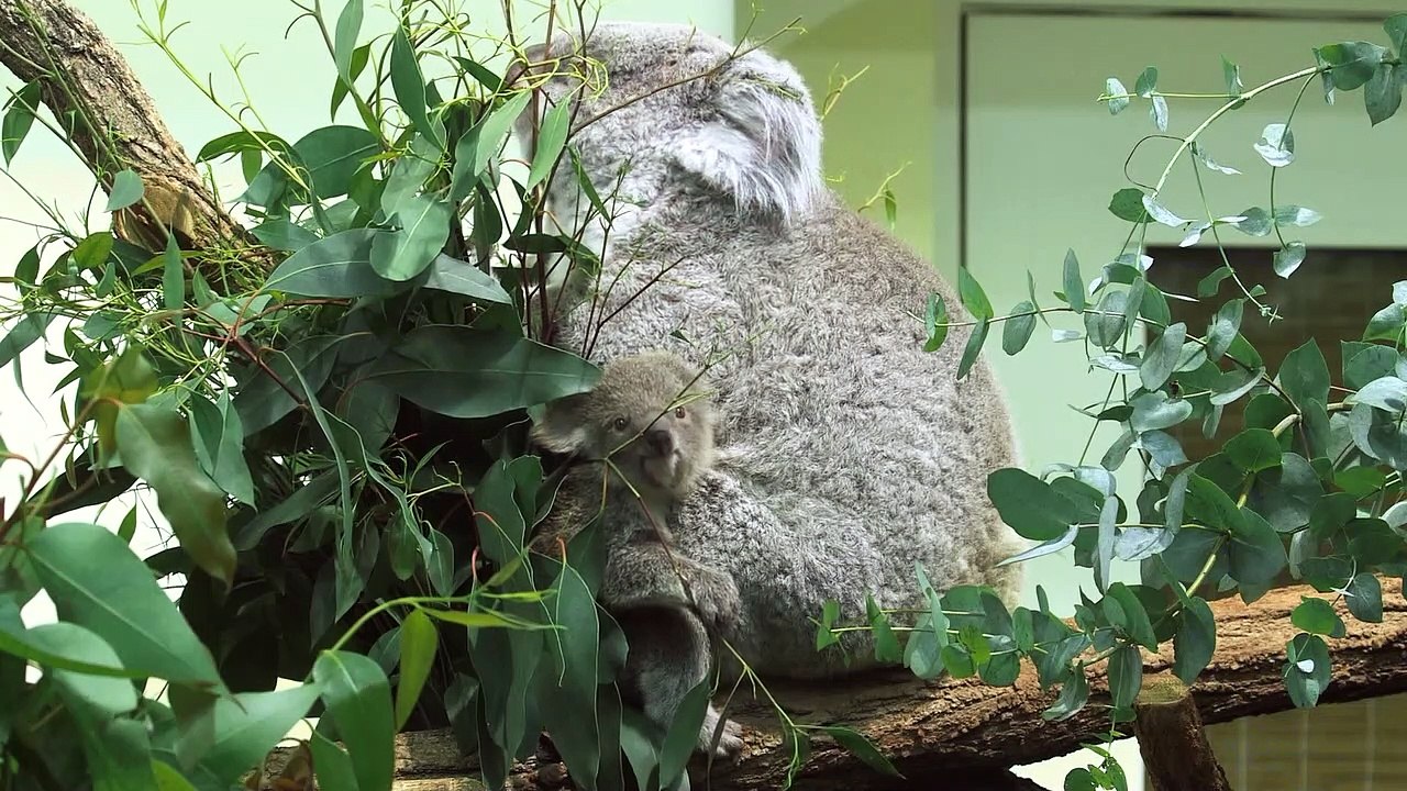 Feel-Good-Countdown, 28: Koala-Baby in Schönbrunn
