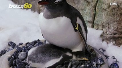 This Same Sex Penguin Couple Are Parents...Again!