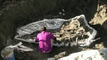 Encuentran el esqueleto fósil de una ballena de hace 5 mil años en Tailandia