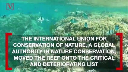 Great Barrier Reef Moved to ‘Critical and Deteriorating’ List, Conservation Groups Blame Government