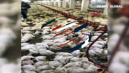 Havalandırma arızalanınca 20 bin tavuk öldü