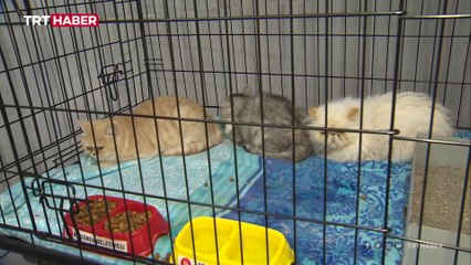 Köpeklere ses teli eziyeti