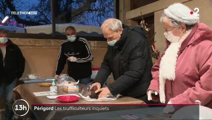 Fêtes de fin d'année : les trufficulteurs inquiets