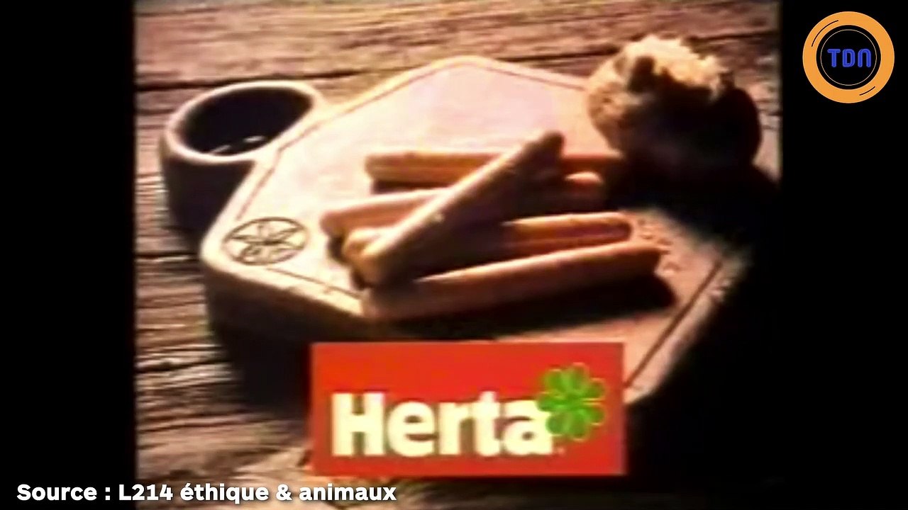 L214 dévoile des images à glacer le sang d'un élevage Herta
