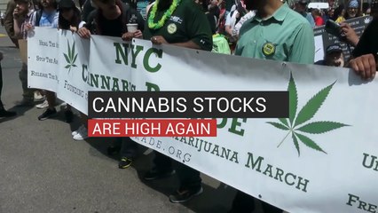 Cannabis Stocks Are High Again