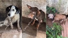 Moradores de Tomar resgatam cães acorrentados e sem condições de higiene