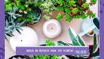 Jardinería | Cuidado de las plantas en tiempos de lluvia  - Nex Panamá