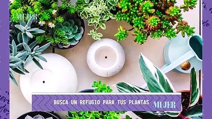 Descargar video: Jardinería | Cuidado de las plantas en tiempos de lluvia  - Nex Panamá