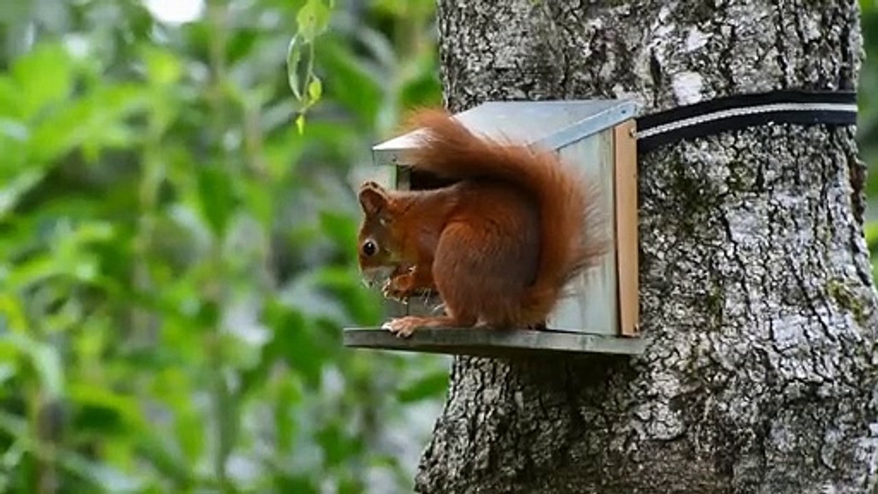 Squirrel beauty view