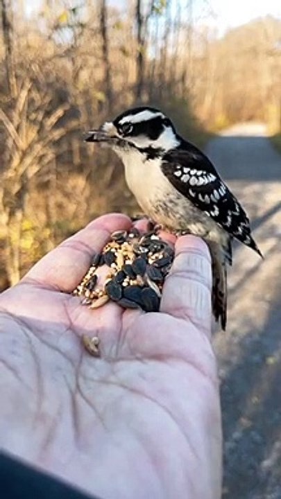 Un magnifique oiseau vient lui manger dans la main