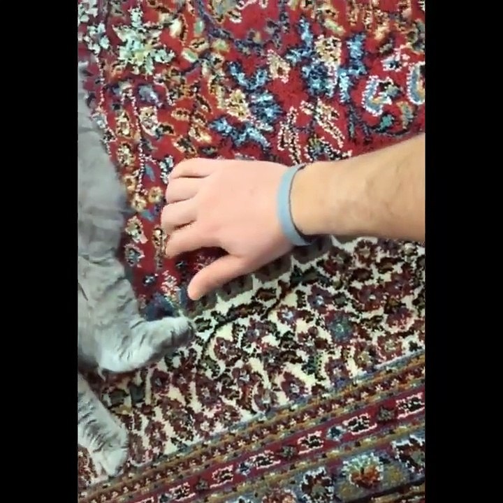 Funniest Animals  - Best Of The 2020 Funny Animal Videos  - Cutest Animals Ever_720p