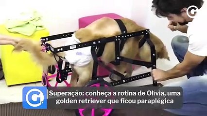 Superação: conheça a rotina de Olívia, uma Golden Retriever que ficou paraplégica