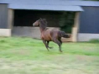 Quiator-etalon noir essai montage