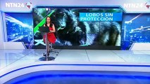 Acciones legales en contra de retiro de protección a especie de lobo en EE.UU