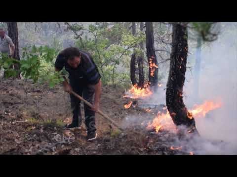 ZJARRET SHKRUMBOJNË PYJET, BETEJË E VËSHTIRË ME FLAKËT NË FSHATRAT E KORÇËS - News, Lajme - Kanali 7