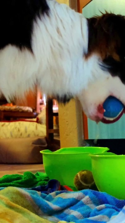 #funny animals