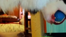 #funny animals