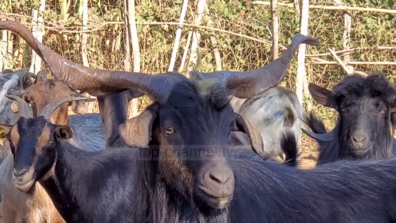 Pa dasma, nuk shiten bagëtitë/ Blegtorët e Fierit mes vështirësive të pandemisë