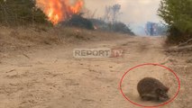 Report TV - Momenti kur iriqi ‘ia mbath me të katërta’ prej zjarrit te pylli i Poros në Vlorë
