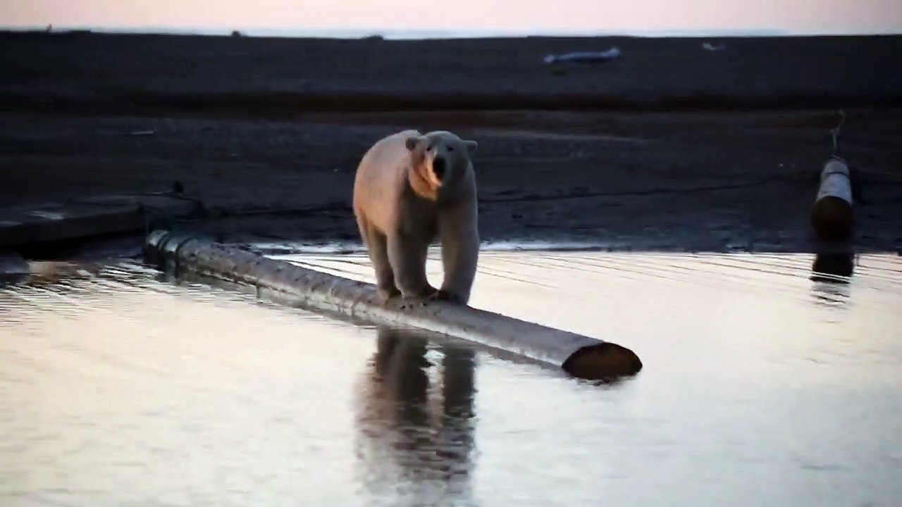 Bear Walks on Log in Alaska