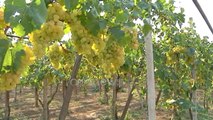Ora News - Rrushi mbetet pa vjelur, fermerët në Rrogozhinë: Importi ka bllokuar tregun vendas