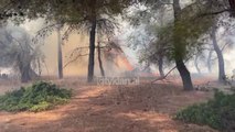 Zjarret djegin 5 hektare te tjere me pyje |Lajme-News