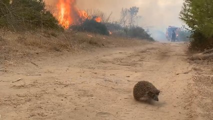 SHIKONI VIDEON/ Momenti kur Iriqi vrapon t’i shpëtojë flakëve në pyllin e Hidrovorit në Vlorë