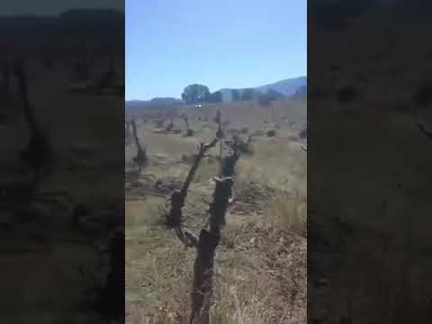 'Fermerët e Korçës presin rrënjët e mollës', ish deputeti Braimllari: Rilindja shkatërroi bujqësinë