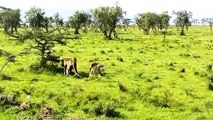 Lions Hunting a lost baby zebra at Maasai mara national park