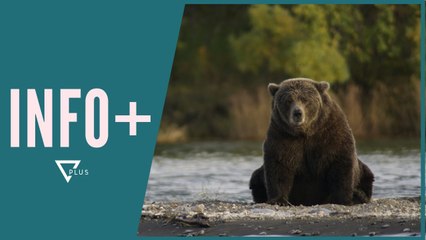 INFO+ / Kapet për të tretën herë ariu më i kërkuar në Europë - Vizion Plus