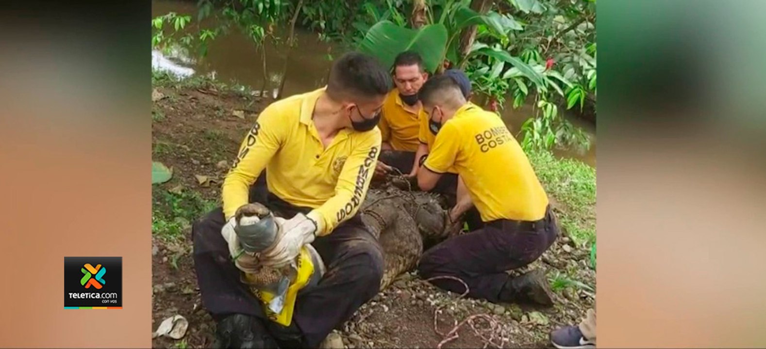 tn7-Bomberos-atrapan-cocodrilo-de-cuatro-metros-que-ingresó-al-patio-de-una-casa-041220 metros que ingresó al patio de una casa