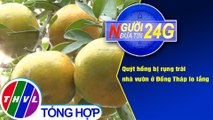 Người đưa tin 24G (6g30 ngày 5/12/2020) - Quýt hồng bị rụng trái nhà vườn ở Đồng Tháp lo lắng