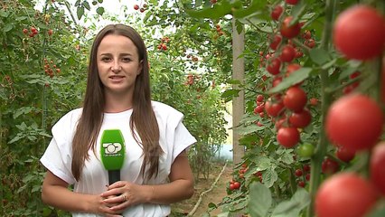 Pandemia, fermerët në vështirësi/ Nuk kanë mundësi të paguajnë as sigurimet shoqërore