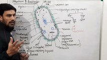 Structure of Bacteria-(Cellular Structure)Kingdom Monera