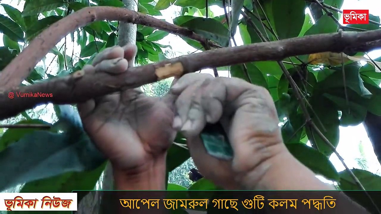 জামরুল গাছে কলম করার পদ্ধতি - গুটি কলম করার পদ্ধতি - কলম করার পদ্ধতি _ air layering water apple