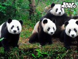 8 Datos curiosos sobre los osos panda