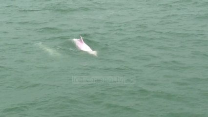 Top News - Ndalen tragetet/ Hong Kong, rikthehen delfinët