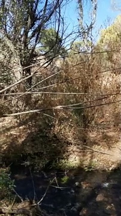 El Caso De La Ranita De Nogales  parte 2