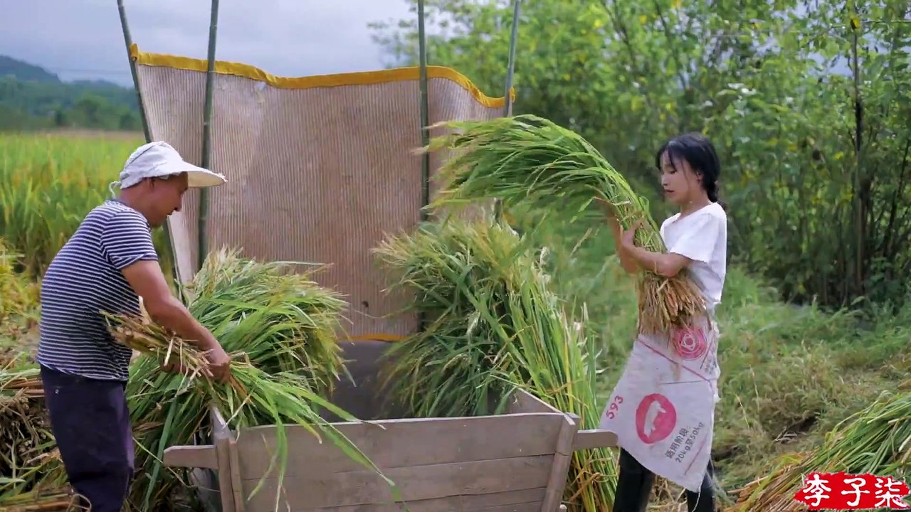 Lua cheia, fragrância de arroz maduro, agricultores ocupados na colheita de safras