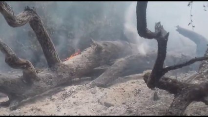 Zjarr në Pishën e Madhe të Divjakës: Pa koment