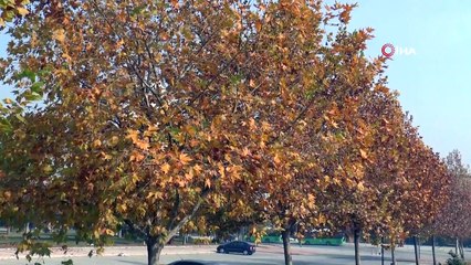 Sahipsiz Kalan Hazan Güzelliği Görenleri Cezbediyor
