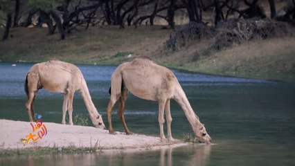 سلطنة عمان.. ولاية صلالة الزراعة وحياة البرية