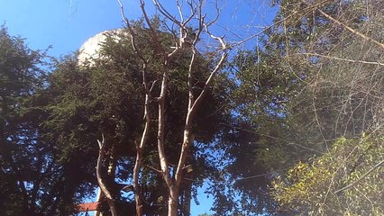 गांधी उपवन छावनी में पैदल पथ के समीप पेड़ सूखा, कभी भी हो सकता है बड़ा हादसा